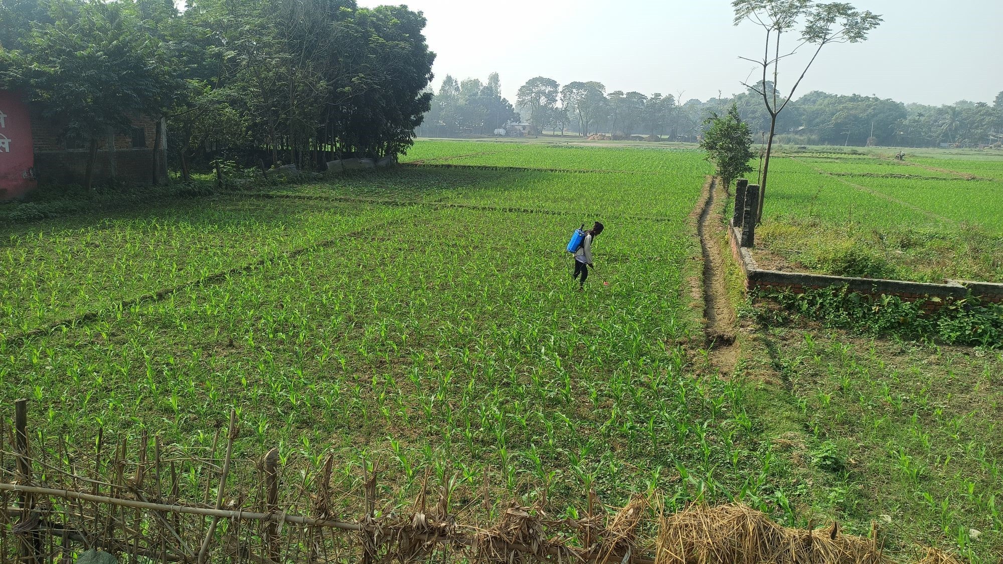 सुनसरीका कृषकहरू मकैखेतीतर्फ आकर्षित, गहुँखेती घट्दै