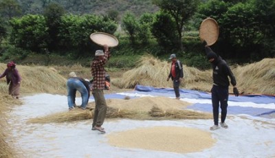 ‘गौरिया’ चामलको माग बढ्दो, खेती घट्दो Image