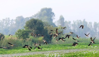 Migratory birds start flocking to Kailali-Kanchanpur's wetlands Image