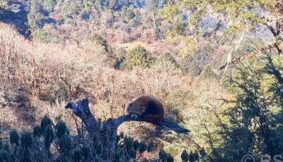 Rare Red Panda Spotted in Muna, Myagdi Image