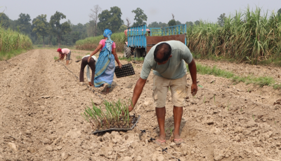 ड्रोन प्रविधि र आधुनिक कृषियन्त्रले कञ्चनपुरका किसानलाई करोडौंको आम्दानी Image