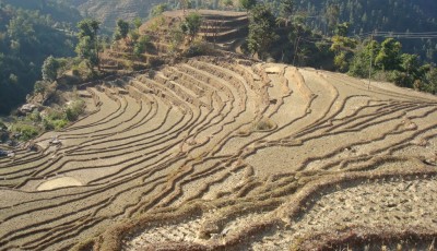 सिँचाइ अभावले बागलुङका किसान समस्यामा, धेरै जमिन बाँझोमा परिणत Image