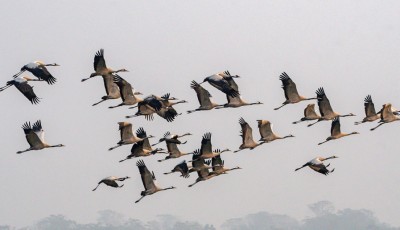 Migratory Birds Arrive in Chitwan Image