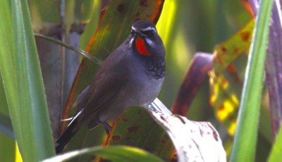 Rare Chinese Rubythroat Spotted in Kanchanpur for the First Time Image