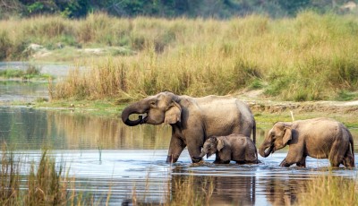 चितवन राष्ट्रिय निकुञ्ज घुम्नेमा स्वदेशी भन्दा विदेशी बढी Image