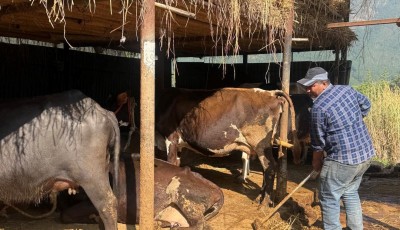 विदेश छोडेर गाउँ फर्किए: दूध बेचेरै बागलुङका बस्नेतको वार्षिक ३० लाख आम्दानी Image