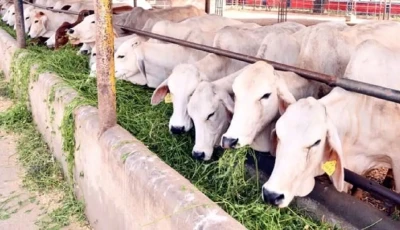 गैँडाकोटका कृषक दूध बिक्रीबाट मासिक रु. १ लाख बचत गर्दै