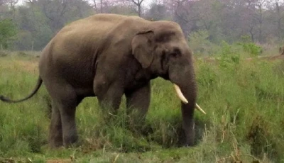 Man Killed in Elephant Attack in Jhapa Image