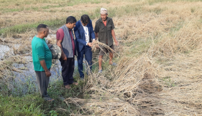 फेवाफाँटको जेठोबुढोमा गभारोः भित्राउने बेला धान न पराल Image