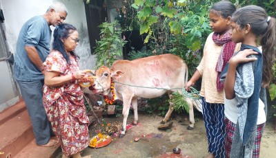 आज कात्तिक शुक्ल प्रतिपदा: गाई पूजाको महत्व यस्तो छ Image