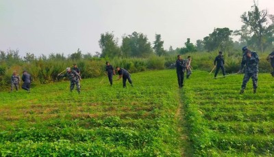 पर्साका ग्रामीण भेगमा गाँजाखेती ब्यापक बन्दै Image