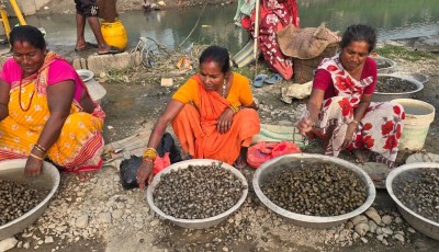 महिलाका लागि आम्दानीको आधार बन्दै घोँगी व्यापार,  व्यापारबाट मासिक ५० हजार आम्दानी Image