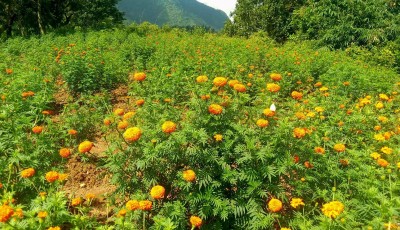 दसैँ, तिहार र छठमा मधेसका बजारमा पाँच करोडको फूल किनबेच Image