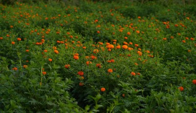 सयपत्री फूलको प्रयोग बढ्दा कृतिम फूलको आयात घट्यो Image