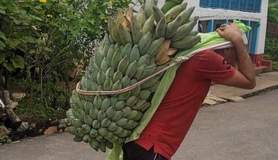 केराखेतीबाट वार्षिक एक करोड ५० लाख आम्दानी गर्दै पर्वतका कृषक Image