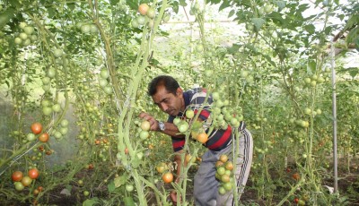 अर्काको नोकर बन्नुभन्दा आफ्नै खेतबारीमा नङग्रा खियाउँदा सन्तुष्टी मिल्दो रहेछ Image