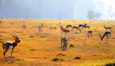 कृष्णसार Image