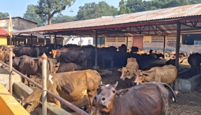 स्थानीय जातका गाई संरक्षण गर्न एक करोडको कोष Image