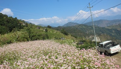 म्याग्दीका छ सय घरमा विद्युत् सुविधा विस्तार Image