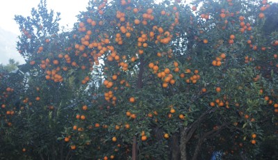 "म्याग्दीमा सुन्तलाखेती फस्टाउँदै: दोसल्ले गाउँबाटै रु १.५० करोडको सुन्तला बिक्री" Image