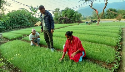 प्याज बिरुवा उत्पादनबाट मनग्ये आम्दानी Image