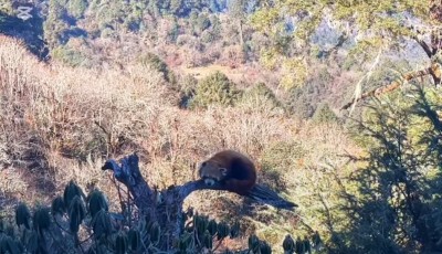 धौलागिरिमा पहिलो पटक रेडपाण्डा भेटियो, संरक्षणमा चासो बढ्दै Image