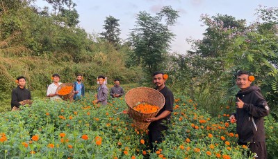 तनहुँका युवाको सयपत्री खेतीले तिहारमा रु एक लाख आम्दानी Image