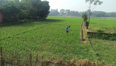 सुनसरीका कृषकहरू मकैखेतीतर्फ आकर्षित, गहुँखेती घट्दै Image