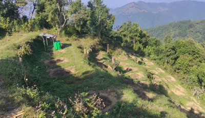 बाँझो जमिनलाई उपयोग गर्दै सुन्तलाखेतीतर्फ किसानको आकर्षण Image