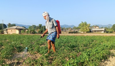 व्यापार छाडेर टमाटर खेती, वार्षिक पाँच लाखभन्दा बढी आम्दानी