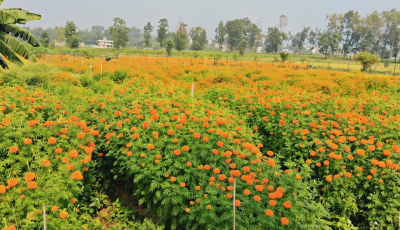 तिहारका लागि फूल तयार, प्लास्टिकजन्य मालाको प्रयोग निषेध Image