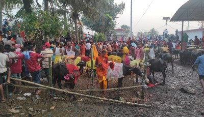 कङ्कालिनी भगवती मन्दिरमा ६२१ वटा राँगाको बलि चढाइयो Image