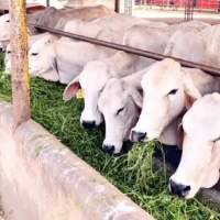 गैँडाकोटका कृषक दूध बिक्रीबाट मासिक रु. १ लाख बचत गर्दै Image