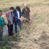 Agriculture Ministry Projects 5.9 Million Metric Tonnes of Rice Yield Image