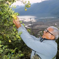 कागती खेतीबाट मनग्य आम्दानी गर्दै कृषक लामिछाने Image