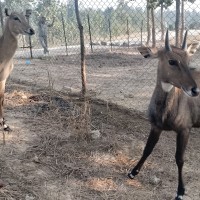 उदयपुरमा वन्यजन्तुको उद्धार, उपचार तथा पुनःस्थापना केन्द्र स्थापना Image