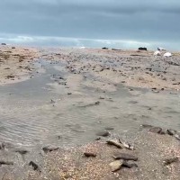 Oil Spill in Russia Pollutes 200,000 Tonnes of Soil, Devastates Coastline Image