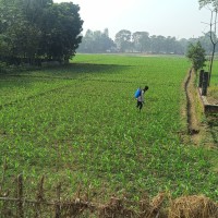 सुनसरीका कृषकहरू मकैखेतीतर्फ आकर्षित, गहुँखेती घट्दै Image