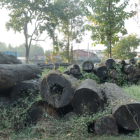 धरानको वन कार्यालयमा १५ हजार क्युफिट,  सात करोडको काठ कुहिँदै Image